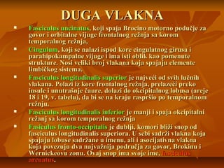 DUGA VLAKNADUGA VLAKNA
 Fasciculus uncinatusFasciculus uncinatus, koji spaja Brocino motorno podučje za, koji spaja Brocino motorno podučje za
govor i orbitalne vijuge frontalnog režnja sa koromgovor i orbitalne vijuge frontalnog režnja sa korom
temporalnog režnja,temporalnog režnja,
 CingulumCingulum, koji se nalazi ispod kore cingulatnog girusa i, koji se nalazi ispod kore cingulatnog girusa i
parahipokampalne vijuge i ima isti oblik kao pomenuteparahipokampalne vijuge i ima isti oblik kao pomenute
strukture. Nosi veliki broj vlakana koja spajaju elementestrukture. Nosi veliki broj vlakana koja spajaju elemente
limbičkog sistema.limbičkog sistema.
 Fasciculus longitudinalis superiorFasciculus longitudinalis superior je najveći od svih lučnihje najveći od svih lučnih
vlakana. Polazi iz kore frontalnog režnja, prelazeći prekovlakana. Polazi iz kore frontalnog režnja, prelazeći preko
insule i unutrašnje čaure, dolazi do okcipitalnog lobusa (arejeinsule i unutrašnje čaure, dolazi do okcipitalnog lobusa (areje
18 i 19, v. tabelu), da bi se na kraju raspršio po temporalnom18 i 19, v. tabelu), da bi se na kraju raspršio po temporalnom
režnju.režnju.
 Fasciculus longitudinalis inferiorFasciculus longitudinalis inferior je manji i spaja okcipitalnije manji i spaja okcipitalni
režanj sa korom temporalnog režnjarežanj sa korom temporalnog režnja
 Fasiculus fronto-occipitalisFasiculus fronto-occipitalis je dublji, komori bliži snop odje dublji, komori bliži snop od
fasciculus longitudinalis superiora. U sebi sadrži vlakna kojafasciculus longitudinalis superiora. U sebi sadrži vlakna koja
spajaju lobuse sadržane u imenu, ali i asocijativna vlaknaspajaju lobuse sadržane u imenu, ali i asocijativna vlakna
koja povezuju dva najvažnija područja za govor, Brokinu ikoja povezuju dva najvažnija područja za govor, Brokinu i
Wernickeovu zonu. Ovaj snop ima svoje ime,Wernickeovu zonu. Ovaj snop ima svoje ime, fasciculusfasciculus
arcuatusarcuatus..
 