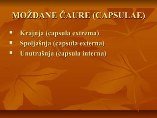 MOŽDANE ČAURE (CAPSULAE)MOŽDANE ČAURE (CAPSULAE)
 Krajnja (capsula extrema)Krajnja (capsula extrema)
 Spoljašnja (capsula externa)Spoljašnja (capsula externa)
 Unutrašnja (capsula interna)Unutrašnja (capsula interna)
 