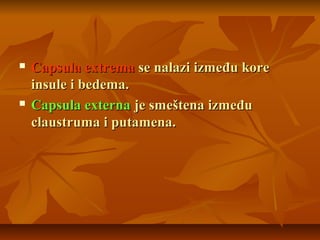  Capsula extremaCapsula extrema se nalazi između korese nalazi između kore
insule i bedema.insule i bedema.
 Capsula externaCapsula externa je smeštena izmeđuje smeštena između
claustruma i putamena.claustruma i putamena.
 