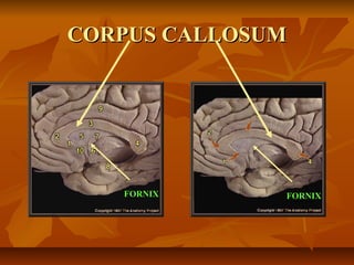 CORPUS CALLOSUMCORPUS CALLOSUM
FORNIXFORNIX FORNIXFORNIX
 