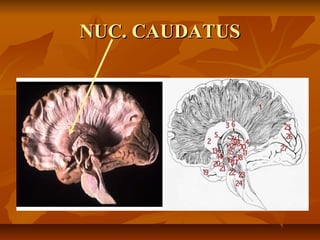 NUC. CAUDATUSNUC. CAUDATUS
 