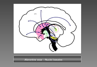 AferentAferentnene vezeveze -- Nuclei basalesNuclei basales
 
