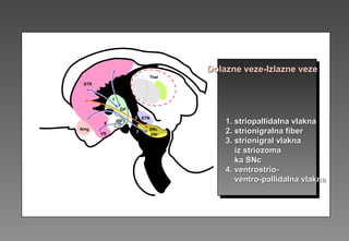 Dolazne veze-Izlazne vezeDolazne veze-Izlazne veze
1. striopallidal1. striopallidalnana vlaknavlakna
2. strionigral2. strionigralnana fiberfiber
3. strionigral3. strionigral vlaknavlakna
iz strioiz striozzomomaa
ka SNcka SNc
4. ventrostrio-4. ventrostrio-
ventro-pallidalventro-pallidalna vlaknana vlakna
 