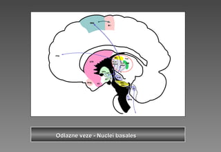 OdlazneOdlazne vezeveze -- Nuclei basalesNuclei basales
 