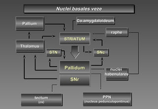 nuclenucleii
habenularhabenulareses
nuclenucleii
habenularhabenulareses
tectumtectum
((cscs))
tectumtectum
((cscs))
PPNPPN
(nucleus pedunculopontin(nucleus pedunculopontinusus))
PPNPPN
(nucleus pedunculopontin(nucleus pedunculopontinusus))
Co.amygdaloideumCo.amygdaloideumCo.amygdaloideumCo.amygdaloideum
rapherapherapheraphe
PalliumPalliumPalliumPallium
STNSTNSTNSTN
PallidumPallidum
SNrSNr
PallidumPallidum
SNrSNr
STRIATUMSTRIATUMSTRIATUMSTRIATUM
Nuclei basales vezeNuclei basales vezeNuclei basales vezeNuclei basales veze
SNcSNcSNcSNc
ThalamusThalamusThalamusThalamus
 