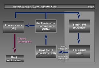 Nuclei basales (Nuclei basales (Glavni motorni krugGlavni motorni krug) veze) vezeNuclei basales (Nuclei basales (Glavni motorni krugGlavni motorni krug) veze) veze
SuplementarnaSuplementarna
motorna zonamotorna zona
(SMA)(SMA)
Primarna koraPrimarna kora
(M I)(M I)
THALAMUSTHALAMUS
(VLo, VApc, CM)(VLo, VApc, CM)
STRIATUMSTRIATUM
(Putamen)(Putamen)
PALLIDUMPALLIDUM
(GPi)(GPi)
TractTractusus
pyramidalpyramidalisis
DonjiDonji
motoneuronmotoneuron
ansaansa
lenticularislenticularis
fasciculusfasciculus
llenticularenticularisis
 