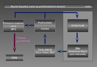 Nuclei basales (Nuclei basales (veze sa prefrontalnom koromveze sa prefrontalnom korom) veze) vezeNuclei basales (Nuclei basales (veze sa prefrontalnom koromveze sa prefrontalnom korom) veze) veze
PrefrontalPrefrontalnini
CortexCortex
Primarna motonaPrimarna motona
zonazona
(M I)(M I)
THALAMUSTHALAMUS
(VLm, VAmc, MD)(VLm, VAmc, MD)
STRIATUMSTRIATUM
SNrSNr
(Substantia Nigra,(Substantia Nigra,
pars reticulata)pars reticulata)
TractusTractus
pyramidalispyramidalis
DDMNMN
 