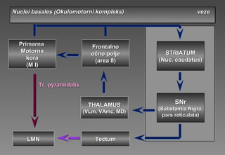 Nuclei basales (Nuclei basales (Okulomotorni kompleksOkulomotorni kompleks) veze) vezeNuclei basales (Nuclei basales (Okulomotorni kompleksOkulomotorni kompleks) veze) veze
FrontalFrontalnono
očno poljeočno polje
(area 8)(area 8)
PrimarnaPrimarna
MotornaMotorna
korakora
(M I)(M I)
THALAMUSTHALAMUS
(VLm, VAmc, MD)(VLm, VAmc, MD)
STRIATUMSTRIATUM
((Nuc. caudatus)Nuc. caudatus)
SNrSNr
(Substantia Nigra,(Substantia Nigra,
pars reticulata)pars reticulata)
Tr. pyramidalisTr. pyramidalis
LMNLMN TectumTectum
 
