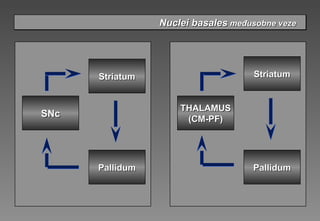 Nuclei basalesNuclei basales međusobnemeđusobne vezevezeNuclei basalesNuclei basales međusobnemeđusobne vezeveze
PallidumPallidum
StriatumStriatum
THALAMUSTHALAMUS
(CM-PF)(CM-PF)
PallidumPallidum
StriatumStriatum
SNcSNc
 