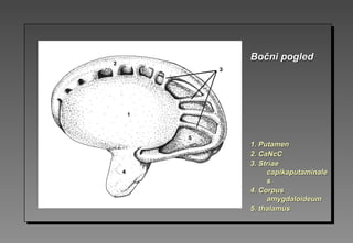 1. Putamen1. Putamen
2.2. CaNcCCaNcC
3.3. StriaeStriae
capikaputaminalecapikaputaminale
ss
4.4. CorpusCorpus
aamygdaloidmygdaloideumeum
5. thalamus5. thalamus
Bočni pogledBočni pogled
 