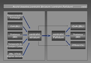 Nuclei basales (ventralni Striatum i ventralni Pallidum) vezeNuclei basales (ventralni Striatum i ventralni Pallidum) vezeNuclei basales (ventralni Striatum i ventralni Pallidum) vezeNuclei basales (ventralni Striatum i ventralni Pallidum) veze
ventralniventralni
PallidumPallidum
ventralniventralni
sstriatumtriatum
HippocampalHippocampalnana
FormaFormacijacija
CoA (BL)CoA (BL)
TemporalTemporalnini &&
FrontalFrontalnini CortexCortex
SNc, VTA &SNc, VTA &
Raphes dorsalisRaphes dorsalis
ThalamusThalamus
(MD)(MD)
CoA (BL)CoA (BL)
PPN & VTAPPN & VTA
ThalamusThalamus
(MD)(MD)
 