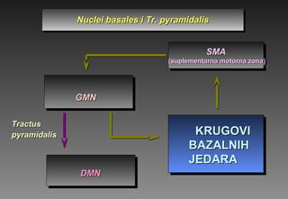 SMASMA
(suplementar(suplementarnana momototorrnana zonazona))
SMASMA
(suplementar(suplementarnana momototorrnana zonazona))
Nuclei basales iNuclei basales i Tr. pyramidalisTr. pyramidalisNuclei basales iNuclei basales i Tr. pyramidalisTr. pyramidalis
GGMNMN
DDMNMN
KRUGOVIKRUGOVI
BAZALNIHBAZALNIH
JEDARAJEDARA
TractTractusus
pyramidalispyramidalis
 