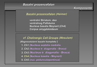 Bazalni prozencefalonBazalni prozencefalon
KomponenteKomponente
Bazalni prozencefalonBazalni prozencefalon
KomponenteKomponente
Bazalni prozencefalonBazalni prozencefalon (Heimer)(Heimer)
ventralni Striatum,ventralni Striatum, deodeo
ventralnventralnogog PallidumPallidumaa
Nucleus basalisNucleus basalis Meynert (Ch4)Meynert (Ch4)
CorpusCorpus aamygdalmygdaloideumoideum
cf.cf. Cholinergic Cell GroupsCholinergic Cell Groups (Mesulam)(Mesulam)
((Magnocelularni bazalni kompleksMagnocelularni bazalni kompleks ))
1. Ch11. Ch1 (Nucleus(Nucleus sseptaleptalisis mmedialedialisis
2. Ch22. Ch2 (Nucleus(Nucleus tr.tr. ddiagonaliagonalisis -- Broca)Broca)
3. Ch33. Ch3 ((NucleusNucleus tr.tr. ddiagonaliagonalisis -- BrocaBroca))
4.4. Ch4Ch4 (Nucleus(Nucleus bbasalasalisis -- Meynert)Meynert)
5. Ch55. Ch5 ((nuc. pedunculopontinusnuc. pedunculopontinus))
 
