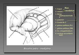 1.1. CaputCaput
2.2. corpuscorpus
3.3. StriaeStriae
capikaputaminalecapikaputaminale
ss
4. putamen4. putamen
5.5. Cauda NcCauda Nc CC
6. globus pallidus6. globus pallidus (PL)(PL)
7. globus pallidus7. globus pallidus (PM)(PM)
8.8. Co.Co. amygdaloidamygdaloideumeum
9. nucleus accumbens9. nucleus accumbens
septisepti
Bazalna jedra - medijalnoBazalna jedra - medijalno
Nuc.Nuc.
caudatuscaudatus
 