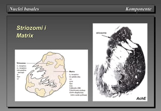 Nuclei basales KomponenteNuclei basales KomponenteNuclei basales KomponenteNuclei basales Komponente
StrioStriozomizomi ii
MatrixMatrix
AchE
 
