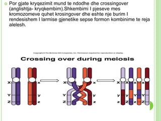  Por gjate kryqezimit mund te ndodhe dhe crossingover
(anglishtja- kryqkembim).Shkembimi I pjeseve mes
kromozomeve quhet krosingover dhe eshte nje burim I
rendesishem I larmise gjenetike sepse formon kombinime te reja
alelesh.
 