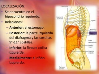LOCALIZACIÓN:
• Se encuentra en el
  hipocondrio izquierdo.
• Relaciones:
   – Anterior: el estomago.
   – Posterior: la parte izquierda   Bazo


     del diafragma y las costillas
     9°-11° costillas.
   – Inferior: la flexura cólica
     izquierda.
   – Medialmente: el riñón
     izquierdo.
 
