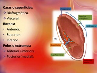 Caras o superficies:                      Polo posterior

Diafragmática.
                                                           Superficie
Visceral.                                                 diafragmática.


Bordes:                                                                 Borde superior

• Anterior.
• Superior
• Inferior                   Hilio


Polos o extremos:        Borde inferior



 Anterior (inferior).
                         Superficie visceral
 Posterior(medial).
                                                                  Borde y polo
                                                                  anterior.
 