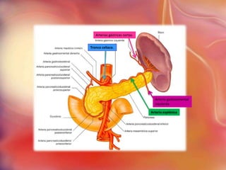 Arterias gástricas cortas.


Tronco celíaco.




                                  Arteria gastroomental
                                  izquierda

                                Arteria esplénica
 