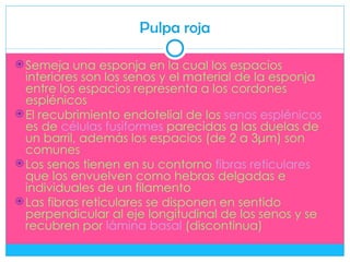 Pulpa roja

 Semeja una esponja en la cual los espacios
  interiores son los senos y el material de la esponja
  entre los espacios representa a los cordones
  esplénicos
 El recubrimiento endotelial de los senos esplénicos
  es de células fusiformes parecidas a las duelas de
  un barril, además los espacios (de 2 a 3μm) son
  comunes
 Los senos tienen en su contorno fibras reticulares
  que los envuelven como hebras delgadas e
  individuales de un filamento
 Las fibras reticulares se disponen en sentido
  perpendicular al eje longitudinal de los senos y se
  recubren por lámina basal (discontinua)
 