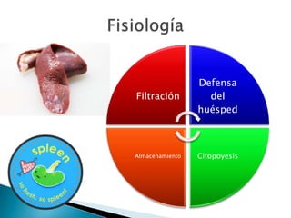 Defensa
Filtración         del
                 huésped



Almacenamiento   Citopoyesis
 
