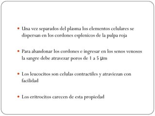  Una vez separados del plasma los elementos celulares se
  dispersan en los cordones esplenicos de la pulpa roja

 Para abandonar los cordones e ingresar en los senos venosos
  la sangre debe atravezar poros de 1 a 5 μm

 Los leucocitos son celulas contractiles y atraviezan con
  facilidad

 Los eritrocitos carecen de esta propiedad
 