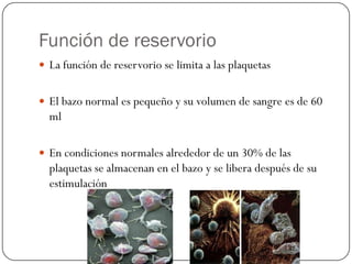 Función de reservorio
 La función de reservorio se limita a las plaquetas


 El bazo normal es pequeño y su volumen de sangre es de 60
  ml

 En condiciones normales alrededor de un 30% de las
  plaquetas se almacenan en el bazo y se libera después de su
  estimulación
 