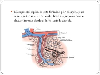  El esqueleto esplenico esta formado por colagena y un
  armazon trabecular de celulas barrera que se extienden
  aleatoriamente desde el hilio hasta la capsula
 