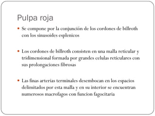 Pulpa roja
 Se compone por la conjunción de los cordones de billroth
  con los sinusoides esplenicos

 Los cordones de billroth consisten en una malla reticular y
  tridimensional formada por grandes celulas reticulares con
  sus prolongaciones fibrosas

 Las finas arterias terminales desembocan en los espacios
  delimitados por esta malla y en su interior se encuentran
  numerosos macrofagos con funcion fagocitaria
 