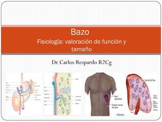 Bazo
Fisiología: valoración de función y
              tamaño

     Dr Carlos Respardo R2Cg
 
