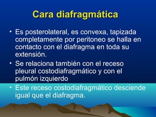 Cara diafragmáticaCara diafragmática
• Es posterolateral, es convexa, tapizada
completamente por peritoneo se halla en
contacto con el diafragma en toda su
extensión.
• Se relaciona también con el receso
pleural costodiafragmático y con el
pulmón izquierdo
• Este receso costodiafragmático desciende
igual que el diafragma.
 