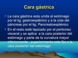 Cara gástricaCara gástrica
• La cara gástrica esta unida al estómago
por el lig. gastroesplénico y a la cola del
páncreas por el lig. Pancreatoesplénico
• En el resto está tapizado por el peritoneo
visceral y se aplica a la cara posterior del
estómago y parte de la curvatura mayor
inferiormente , superiormente esta fija a la
cara posterior del estómago
 