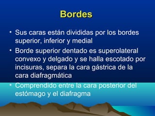 BordesBordes
• Sus caras están divididas por los bordes
superior, inferior y medial
• Borde superior dentado es superolateral
convexo y delgado y se halla escotado por
incisuras, separa la cara gástrica de la
cara diafragmática
• Comprendido entre la cara posterior del
estómago y el diafragma
 