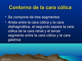 Contorno de la cara cólicaContorno de la cara cólica
• Se compone de tres segmentos
• Arista entre la cara cólica y la cara
diafragmática, el segundo separa la cara
cólica de la cara renal y el tercer
segmento entre la cara cólica y la cara
gástrica
03/11/14
 