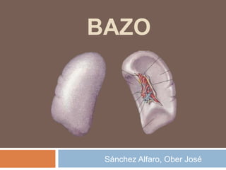 BAZO
Sánchez Alfaro, Ober José
 