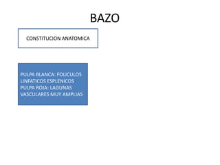 BAZO
CONSTITUCION ANATOMICA
PULPA BLANCA: FOLICULOS
LINFATICOS ESPLENICOS
PULPA ROJA: LAGUNAS
VASCULARES MUY AMPLIAS
 