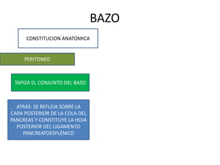 BAZO
CONSTITUCION ANATOMICA
PERITONEO
TAPIZA EL CONJUNTO DEL BAZO
ATRÁS: SE REFLEJA SOBRE LA
CARA POSTERIOR DE LA COLA DEL
PANCREAS Y CONSTITUYE LA HOJA
POSTERIOR DEL LIGAMENTO
PANCREATOESPLÉNICO
 