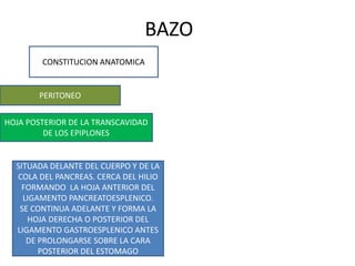 BAZO
CONSTITUCION ANATOMICA
PERITONEO
HOJA POSTERIOR DE LA TRANSCAVIDAD
DE LOS EPIPLONES
SITUADA DELANTE DEL CUERPO Y DE LA
COLA DEL PANCREAS. CERCA DEL HILIO
FORMANDO LA HOJA ANTERIOR DEL
LIGAMENTO PANCREATOESPLENICO.
SE CONTINUA ADELANTE Y FORMA LA
HOJA DERECHA O POSTERIOR DEL
LIGAMENTO GASTROESPLENICO ANTES
DE PROLONGARSE SOBRE LA CARA
POSTERIOR DEL ESTOMAGO
 