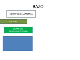BAZO
CONSTITUCION ANATOMICA
PERITONEO
LIGAMENTO
PANCREATOESPLENICO
 