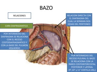 BAZO
RELACIONES
CARA DIAFRAGMATICA
POR INTERMEDIO DEL
DIAFRAGMA SE RELACIONA
CON EL RECESO
COSTODIAFRAGMATICO Y
CON LA BASE DEL PULMON
IZQUIERDO
RELACION DIRECTA CON
EL DIAFRAGMA DEL
CUAL LA SEPARAN DOS
HOJAS DEL PERITONEO
POR INTERMEDIO DEL
RECESO PLEURAL EL BAZO
SE RELACIONA CON LA
PARED COSTOINTERCOSTAL
POSTERIOR Y LATERAL
(9°,10° y 11° COSTILLA IZQ.)
 