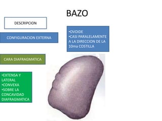 BAZO
DESCRIPCION
CONFIGURACION EXTERNA
CARA DIAFRAGMATICA
•OVOIDE
•CASI PARALELAMENTE
A LA DIRECCION DE LA
10ma COSTILLA
•EXTENSA Y
LATERAL
•CONVEXA
•SOBRE LA
CONCAVIDAD
DIAFRAGMATICA
 