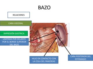 BAZO
RELACIONES
CARA VISCERAL
IMPRESIÓN GASTRICA
CARA POSTERIOR DEL
ESTOMAGOHILIO EN CONTACTO CON
LA COLA DEL PANCREAS
LIMITADA POR DELANTE
POR EL BORDE SUPERIOR
DEL BAZO
 