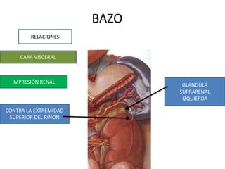 BAZO
RELACIONES
CARA VISCERAL
IMPRESIÓN RENAL
GLANDULA
SUPRARENAL
IZQUIERDA
CONTRA LA EXTREMIDAD
SUPERIOR DEL RIÑON
 