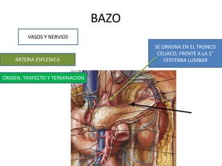 BAZO
VASOS Y NERVIOS
ARTERIA ESPLENICA
ORIGEN, TRAYECTO Y TERMINACION
SE ORIGINA EN EL TRONCO
CELIACO, FRENTE A LA 1°
VERTEBRA LUMBAR
 