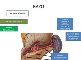 BAZO
VASOS Y NERVIOS
ARTERIA ESPLENICA
RAMAS
COLATERALES
RAMA
GASTRICA,
ARTERIA
GASTRICA
POSTERIOR
ARTERIA DE LA
EXTREMIDAD
POSTERIOR
RAMAS
PANCREATICAS
 