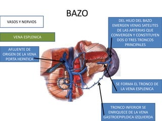 BAZO
VASOS Y NERVIOS
VENA ESPLENICA
AFLUENTE DE
ORIGEN DE LA VENA
PORTA HEPATICA
DEL HILIO DEL BAZO
EMERGEN VENAS SATELITES
DE LAS ARTERIAS QUE
CONVERGEN Y CONSTITUYEN
DOS O TRES TRONCOS
PRINCIPALES
TRONCO INFERIOR SE
ENRIQUECE DE LA VENA
GASTROEPIPLOICA IZQUIERDA
SE FORMA EL TRONCO DE
LA VENA ESPLENICA
 