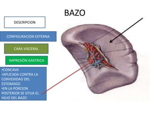 BAZO
DESCRIPCION
CONFIGURACION EXTERNA
CARA VISCERAL
•CONCAVA
•APLICADA CONTRA LA
CONVEXIDAD DEL
ESTOMAGO
•EN LA PORCION
POSTERIOR SE SITUA EL
HILIO DEL BAZO
IMPRESIÓN GÁSTRICA
 