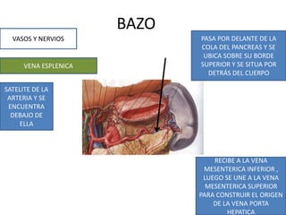 BAZO
VASOS Y NERVIOS
VENA ESPLENICA
SATELITE DE LA
ARTERIA Y SE
ENCUENTRA
DEBAJO DE
ELLA
PASA POR DELANTE DE LA
COLA DEL PANCREAS Y SE
UBICA SOBRE SU BORDE
SUPERIOR Y SE SITUA POR
DETRÁS DEL CUERPO
RECIBE A LA VENA
MESENTERICA INFERIOR ,
LUEGO SE UNE A LA VENA
MESENTERICA SUPERIOR
PARA CONSTRUIR EL ORIGEN
DE LA VENA PORTA
HEPATICA
 