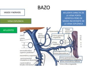BAZO
VASOS Y NERVIOS
VENA ESPLENICA
AFLUENTES
AFLUENTE DIRECTA DE
LA VENA PORTA
HEPATICA PERO DE
MODO INCOSTANTE DE
LA VENA ESPLÉNICA
 