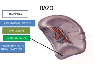 BAZO
DESCRIPCION
CONFIGURACION EXTERNA
CARA VISCERAL
•EN CONTACTO CON EL
COLON TRANSVERSO
IMPRESIÓN COLICA
 